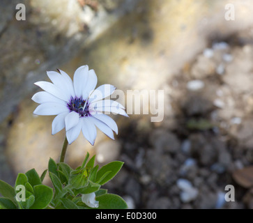 Single White Cape Daisy osteospermum in the garden isolated on a blurred shadowed background Stock Photo
