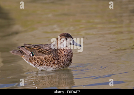 Female Baikal Teal, Anas formosa Stock Photo