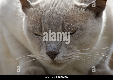 Unfriendly grey / white short haired cat on a wall with closed eyes Stock Photo