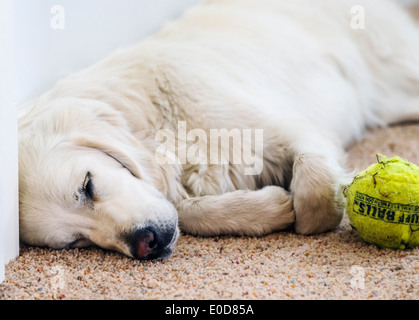 Young platinum colored Golden Retriever dog sleeping with tennis ball Stock Photo