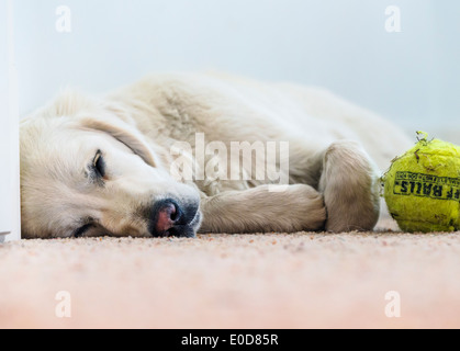 Young platinum colored Golden Retriever dog sleeping with tennis ball Stock Photo