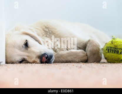 Young platinum colored Golden Retriever dog sleeping with tennis ball Stock Photo