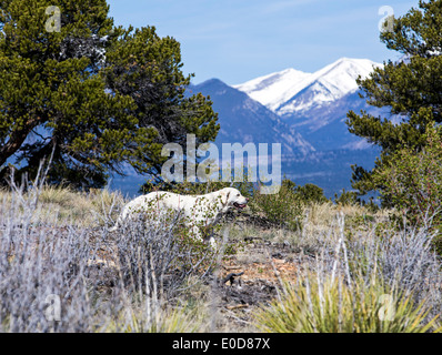 Platinum colored Golden Retriever dog running on a mountain trail. Stock Photo