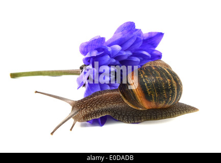 Garden snail slides over the petals of a blue chrysanthemum flower, isolated on a white background Stock Photo