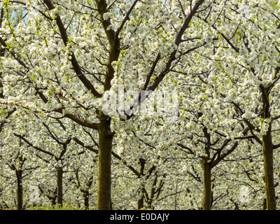 Many blossoming fruit-trees in the spring. Baumbluehte in the spring is a nice season., Viele bluehende Obstbaeume im Fruehling. Stock Photo