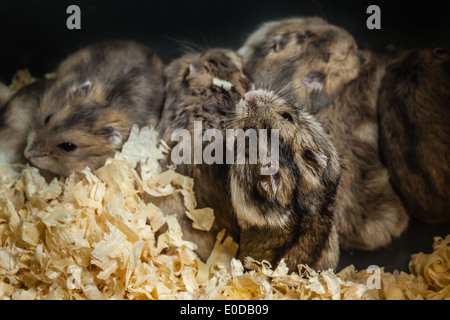 close up shot of several hamsters in a small cage Stock Photo