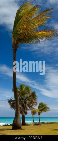 Palm trees in high wind from the Atlantic Ocean at seaside resort in Varadero Cuba Stock Photo