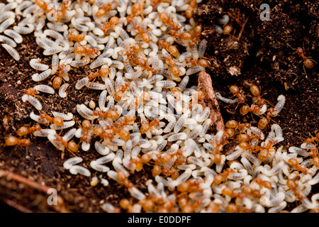 Red Fire Ant colony and larvae - USA Stock Photo - Alamy