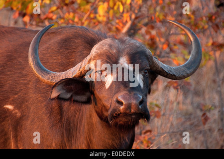 African Buffalo at sunrise (Syncerus caffer) near Letaba Camp, Kruger National Park, South Africa Stock Photo