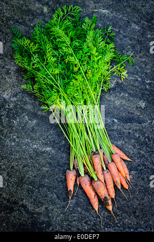 Bunch of orange carrots fresh from garden with dirt on gray stone background Stock Photo