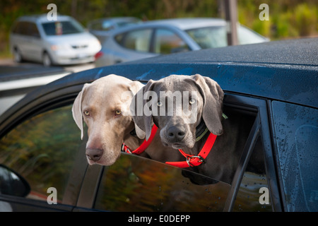 Two weimaraner dogs looking out of car window in parking lot Stock Photo