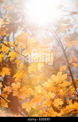Sun shining though orange fall leaves on maple tree branches in autumn forest Stock Photo