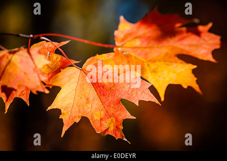 Closeup on red fall maple leaves glowing in autumn sunshine Stock Photo