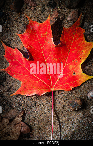 One red fall maple leaf floating in shallow lake water with sandy bottom Stock Photo