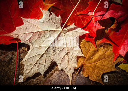 Colorful fall maple leaves floating in shallow lake water with sandy bottom Stock Photo