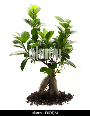 Ficus ginseng with soil on white Stock Photo