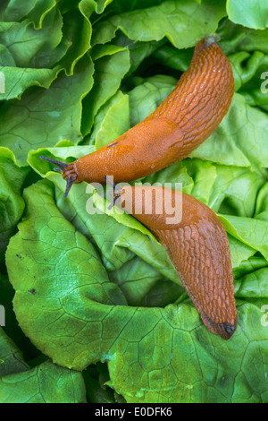 A slug in the garden eats a salad sheet. Snail plague in the garden, Eine Nacktschnecke im Garten frisst ein Salatblatt. Schneck Stock Photo