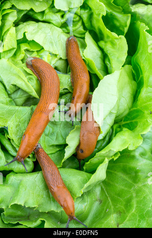 A slug in the garden eats a salad sheet Stock Photo