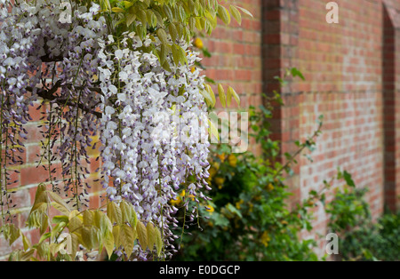 Flowering Wisteria floribunda kuchi beni against a brick wall. RHS Wisley Gradens, S Stock Photo