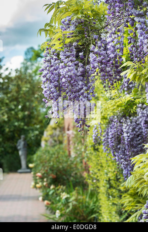 Flowering Wisteria floribunda yae kokuryu  at RHS Wisley Gardens, England Stock Photo