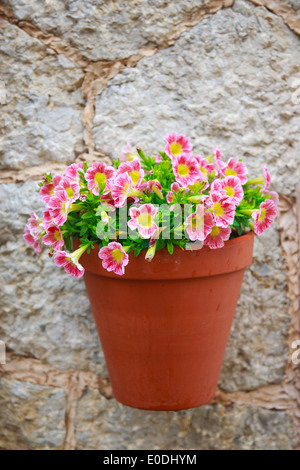 Pink Petunias in a pot hanging on a wall Stock Photo