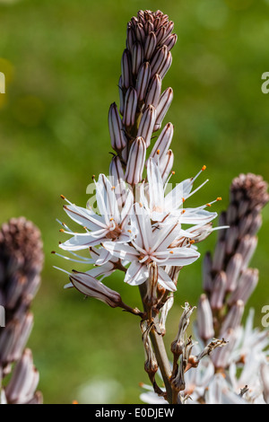 Asphodelus ramosus, also known as branched asphodel, is a perennial herb in the Asparagales order. Stock Photo