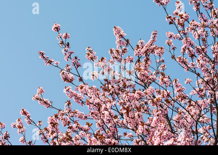 Plum Tree Pink Flowers Blossom In Spring On A Blue Sky Stock Photo