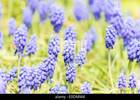 Tufted Grape Hyacinth (Muscari Comosum) Stock Photo