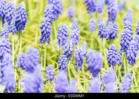 Tufted Grape Hyacinth (Muscari Comosum) Stock Photo