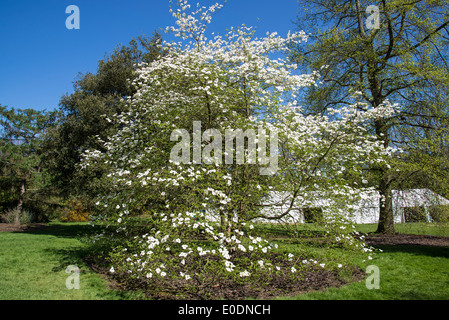 Cornus 'Ormonde', Ormonde Dogwood flowering in spring Stock Photo
