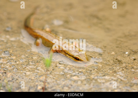 Horizontal portrait of palmate newt, Lissotriton helveticus, walking on a pond edge. Stock Photo