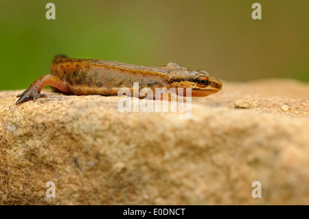 Horizontal portrait of palmate newt, Lissotriton helveticus, walking on a stone. Stock Photo