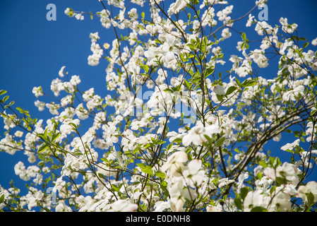 Cornus 'Ormonde', Ormonde Dogwood flowering in spring Stock Photo