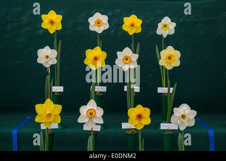 Display of various daffodils Stock Photo