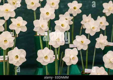 Display of various white, pale cream daffodils Stock Photo