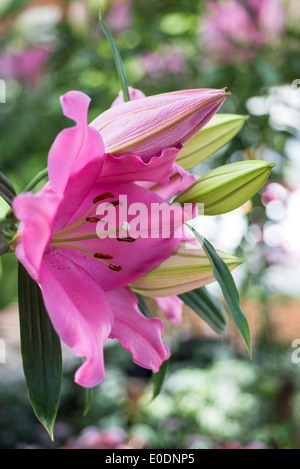 Lily Lilium Homerus Stock Photo