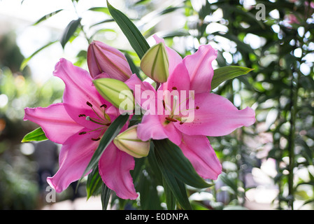 Lily Lilium Homerus Stock Photo