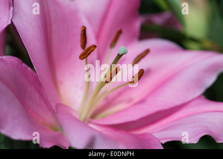 Lily Lilium Homerus Stock Photo