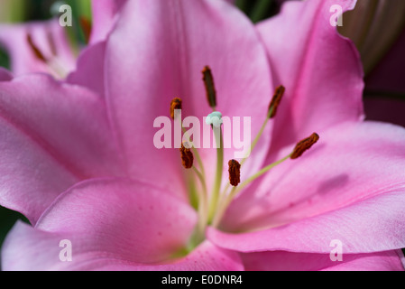 Lily Lilium Homerus Stock Photo