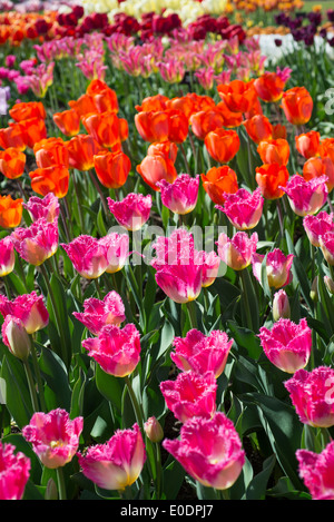 Different types of tulips with Tulipa 'Auxerre' in the foreground (pink) Stock Photo