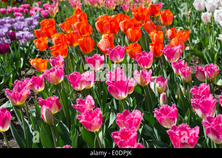 Different types of tulips with Tulipa 'Auxerre' in the foreground (pink) Stock Photo