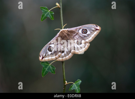 Emperor moth, Saturnia pavonia, Female Stock Photo