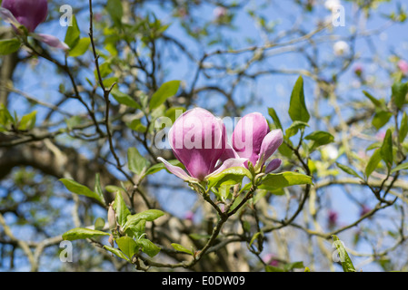Magnolia x soulangeana 'Lennei' Stock Photo