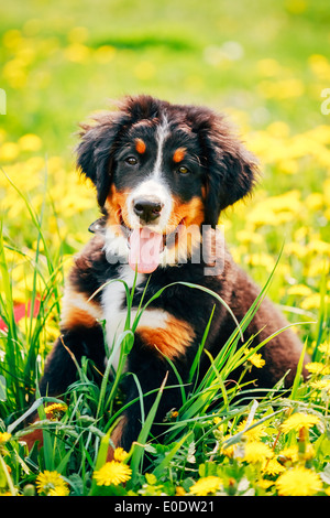 Bernese Mountain Dog (Berner Sennenhund) Puppy Sitting In Green Grass Outdoor Stock Photo