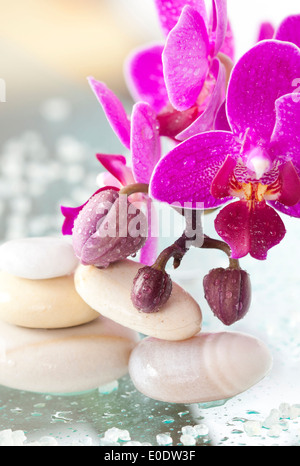 Spa stones and pink orchid on white background Stock Photo