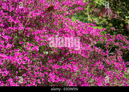 Azalea Rhododendron (Obtusum Group) 'Amoenum' Stock Photo