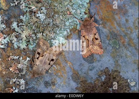 Hebrew character, Orthosia gothica Stock Photo