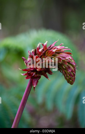 Melianthus major- Giant honey flower Stock Photo