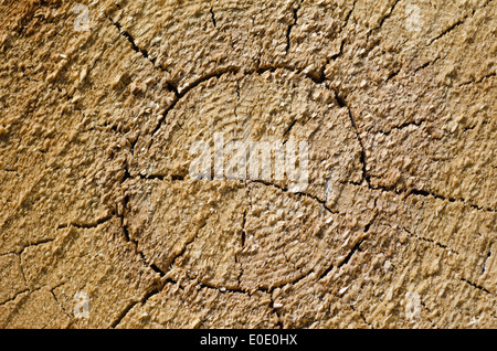 Background of cut spruce log surface Stock Photo