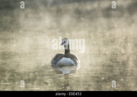 Canada goose (Branta canadensis) misty morning on a lake Stock Photo